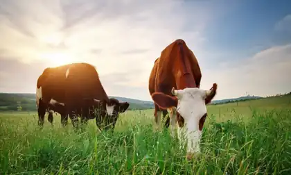 Bovine collagen