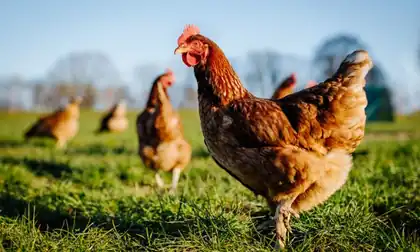 Chicken collagen